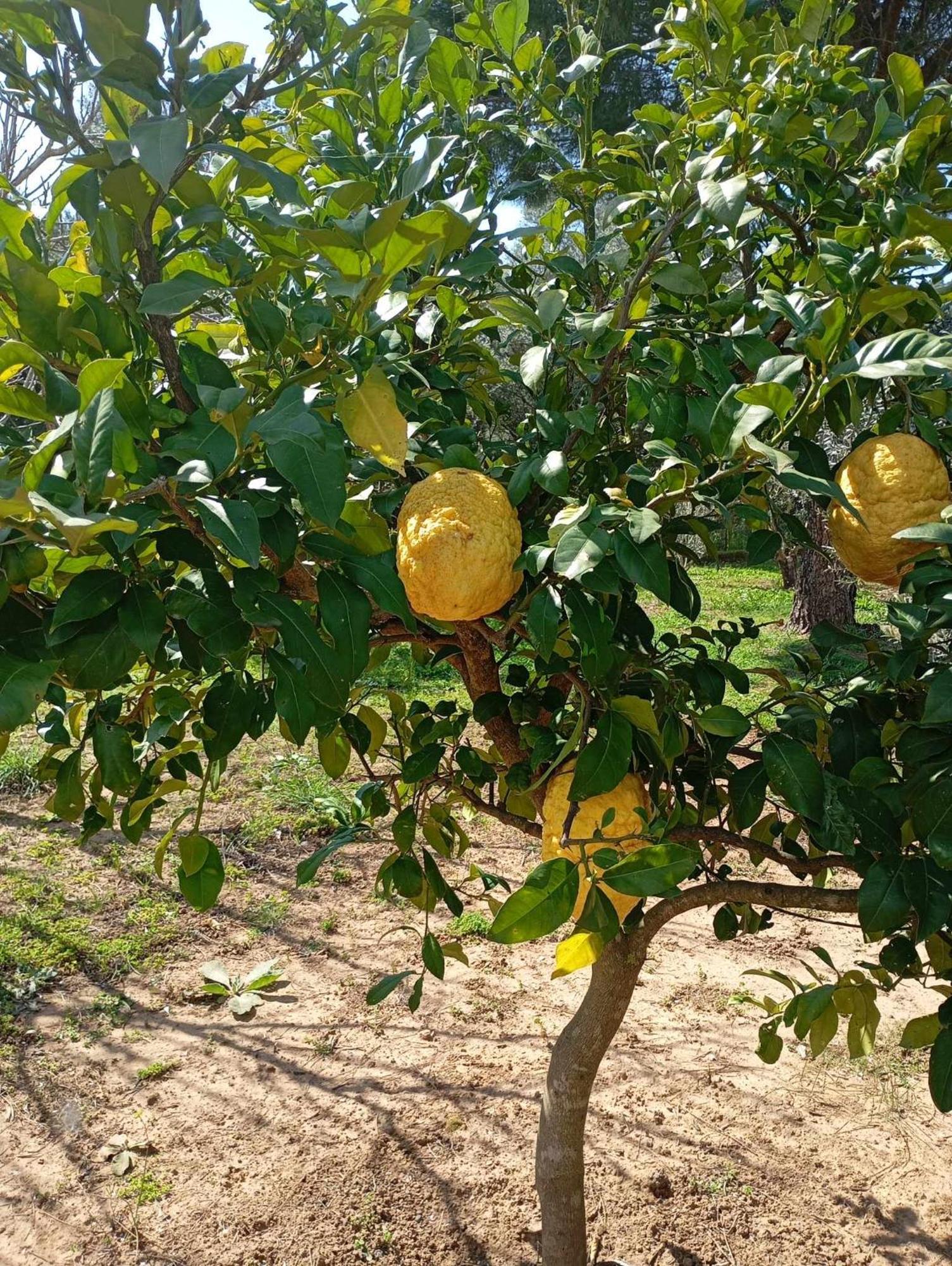 נאפפליו Ktima Anastasia מראה חיצוני תמונה