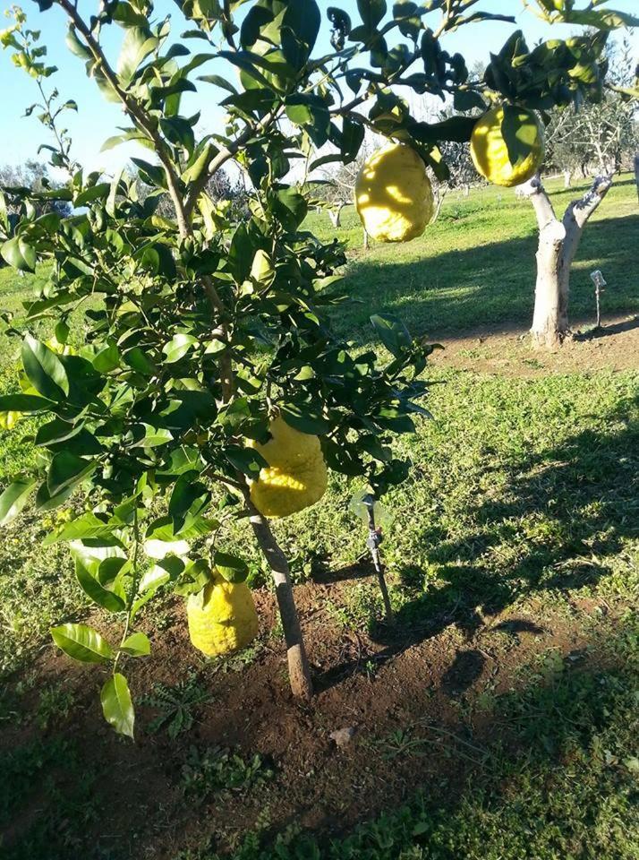 נאפפליו Ktima Anastasia מראה חיצוני תמונה